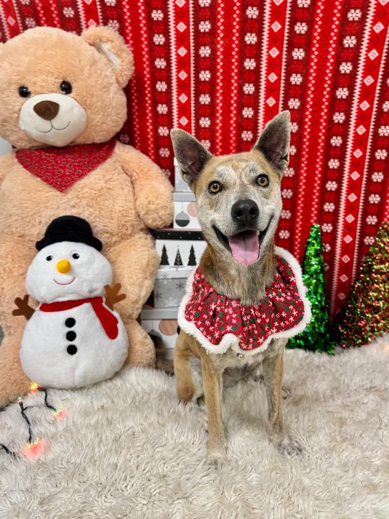 Nanook, a Adoptable Terrier in Canyon Lake, TX image 5/6