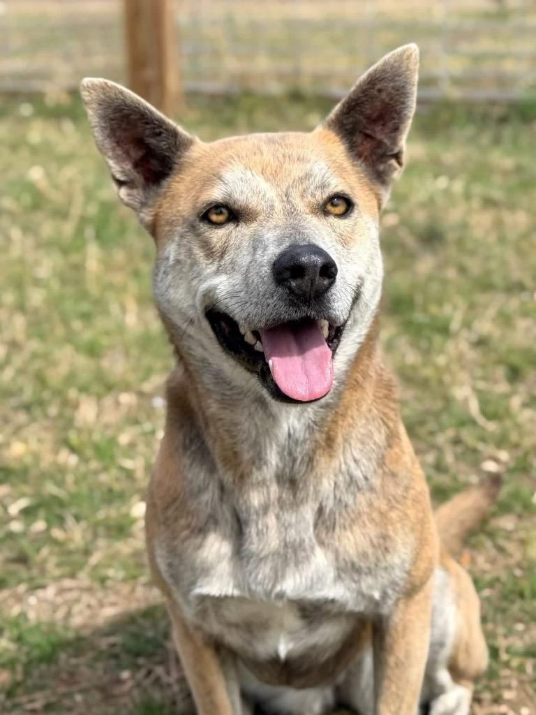 Enlarge Nanook, a Adoptable Terrier in Canyon Lake, TX image 5/6
