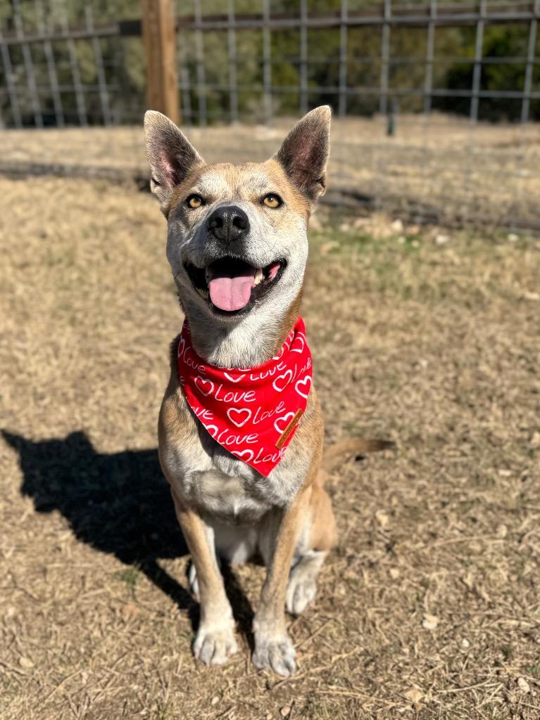 Nanook, a Adoptable Terrier in Canyon Lake, TX image 6/6