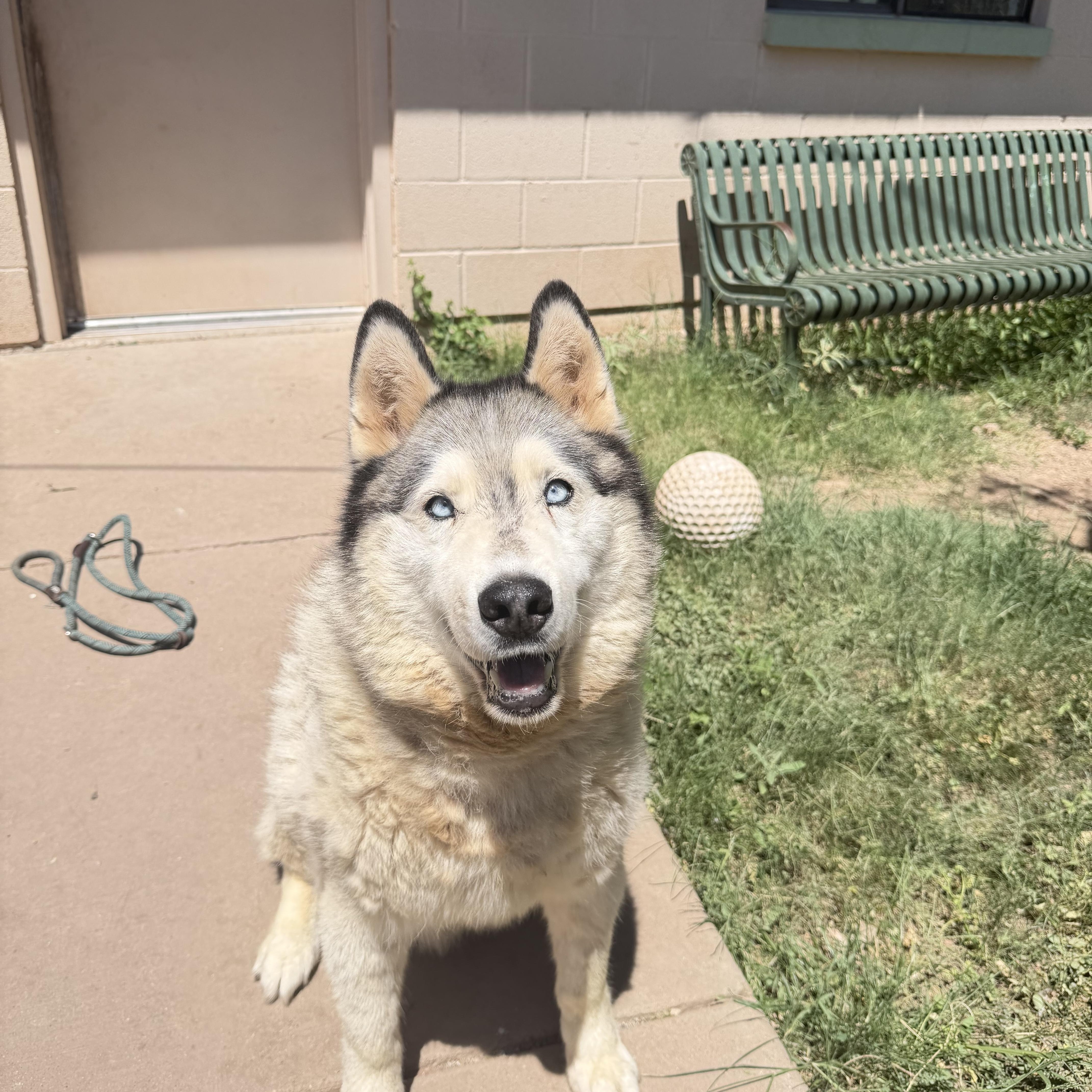 Milo, Adoptable, Senior Male Siberian Husky & Alaskan Malamute.