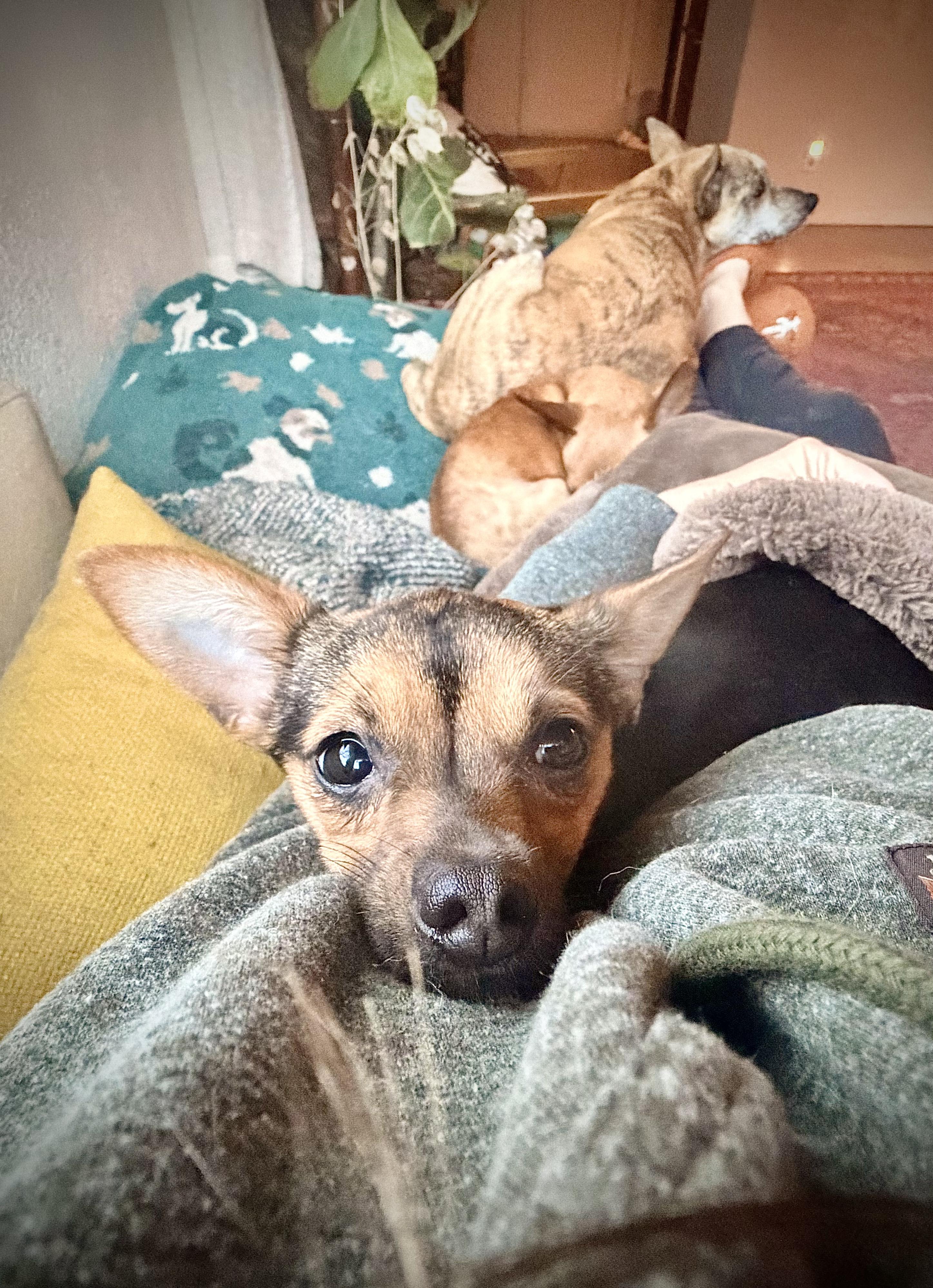 Enlarge Sparkle, an adopted mixed breed in Chico, CA image 5/6