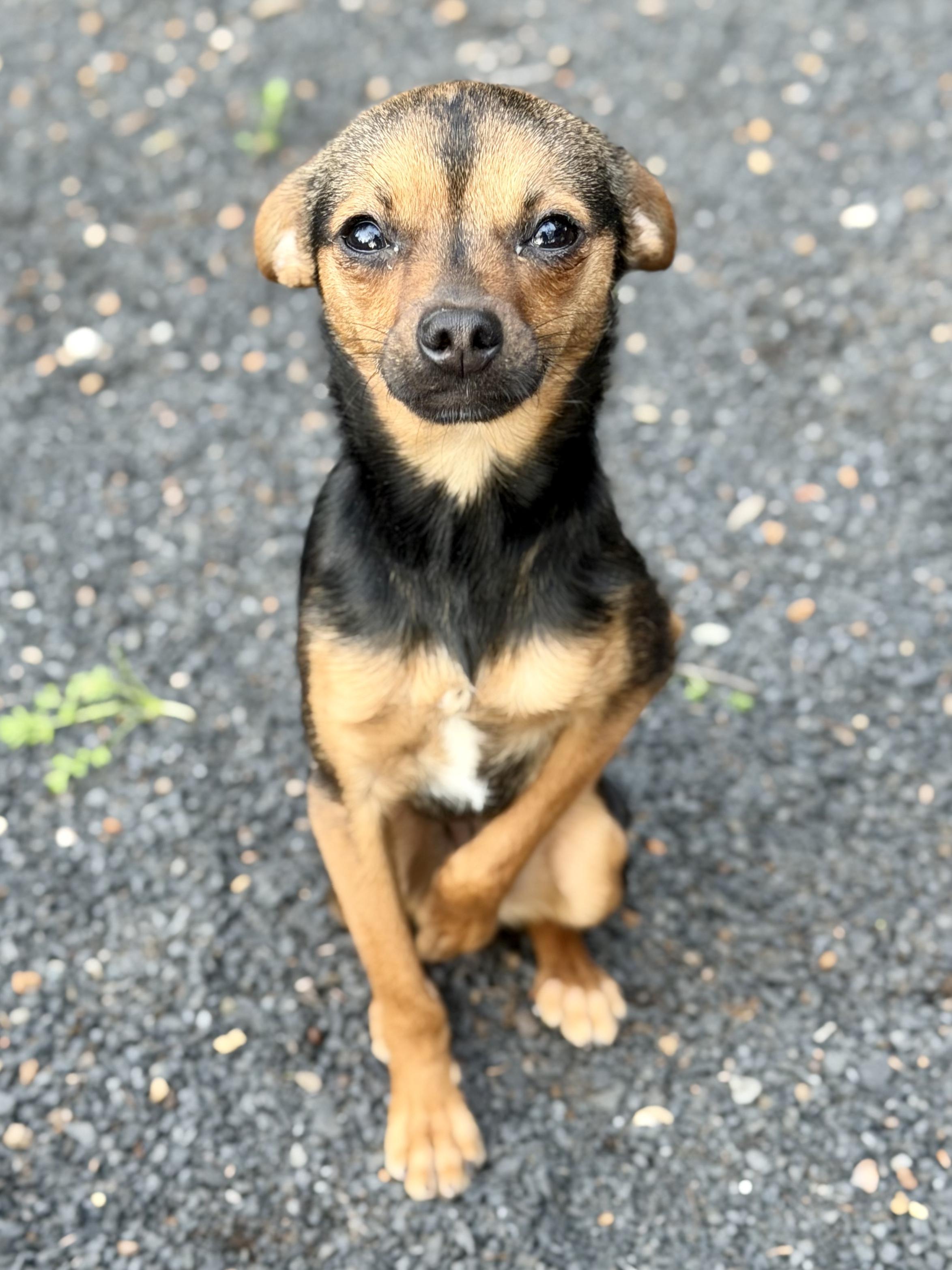 Enlarge Sparkle, an adopted mixed breed in Chico, CA image 4/6