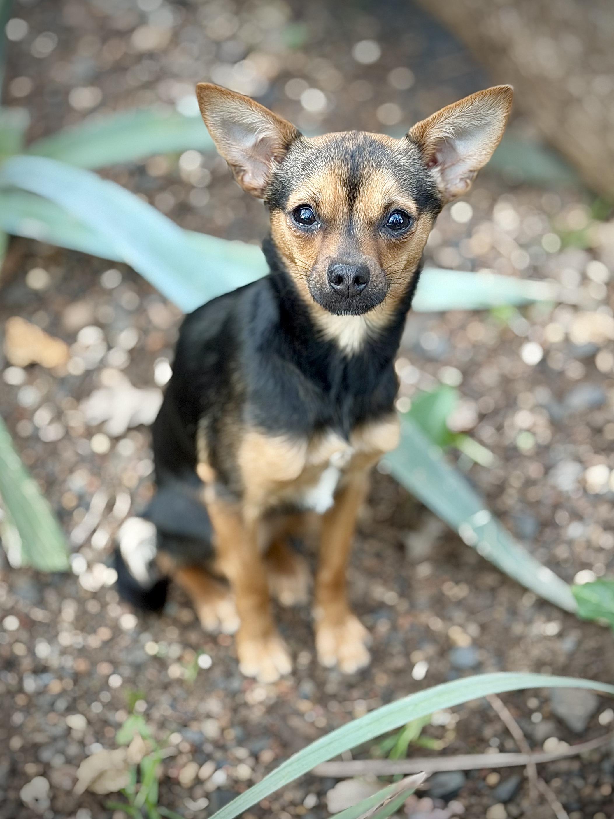 Enlarge Sparkle, an adopted mixed breed in Chico, CA image 3/6