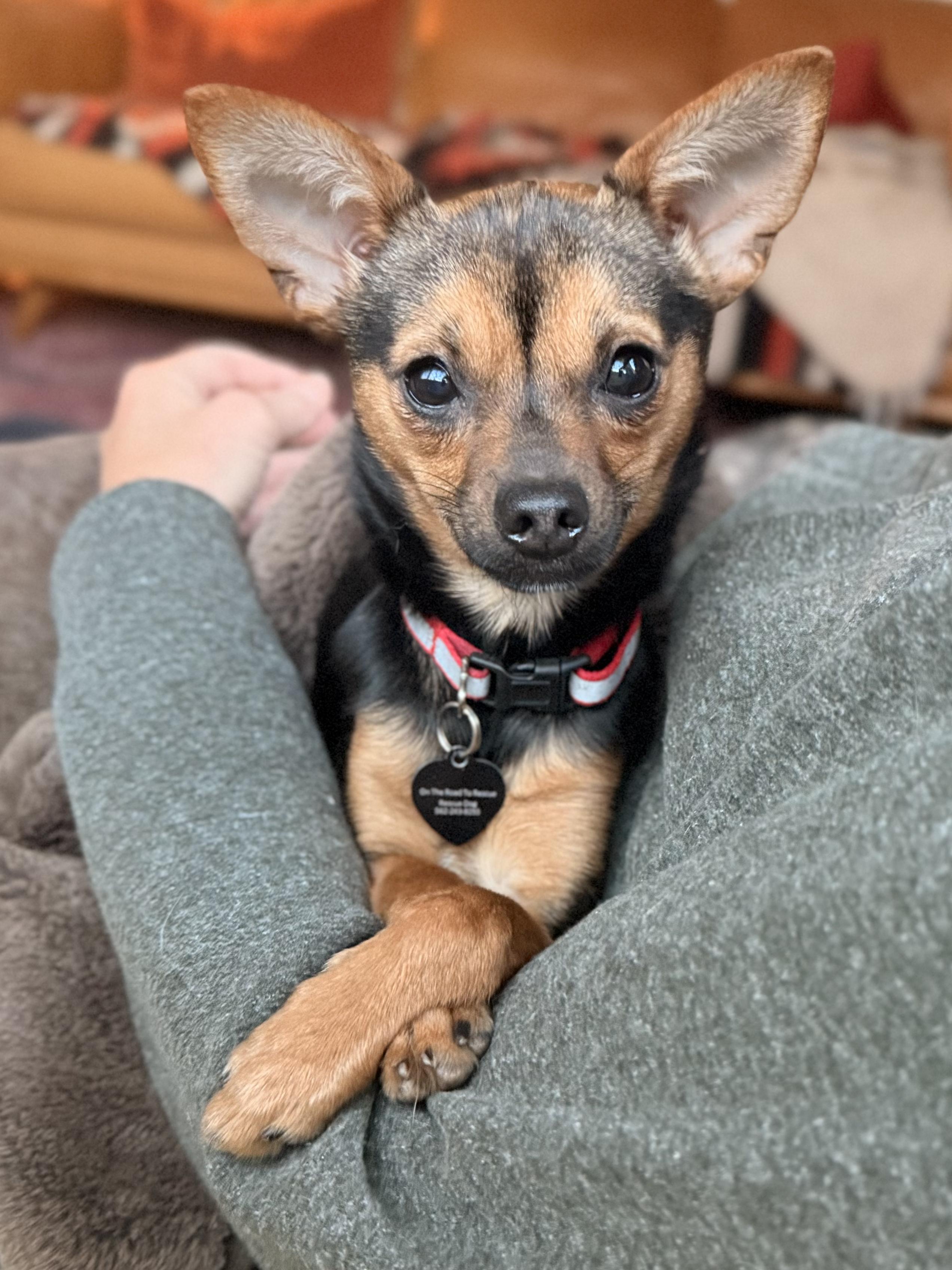 Enlarge Sparkle, an adopted mixed breed in Chico, CA image 2/6