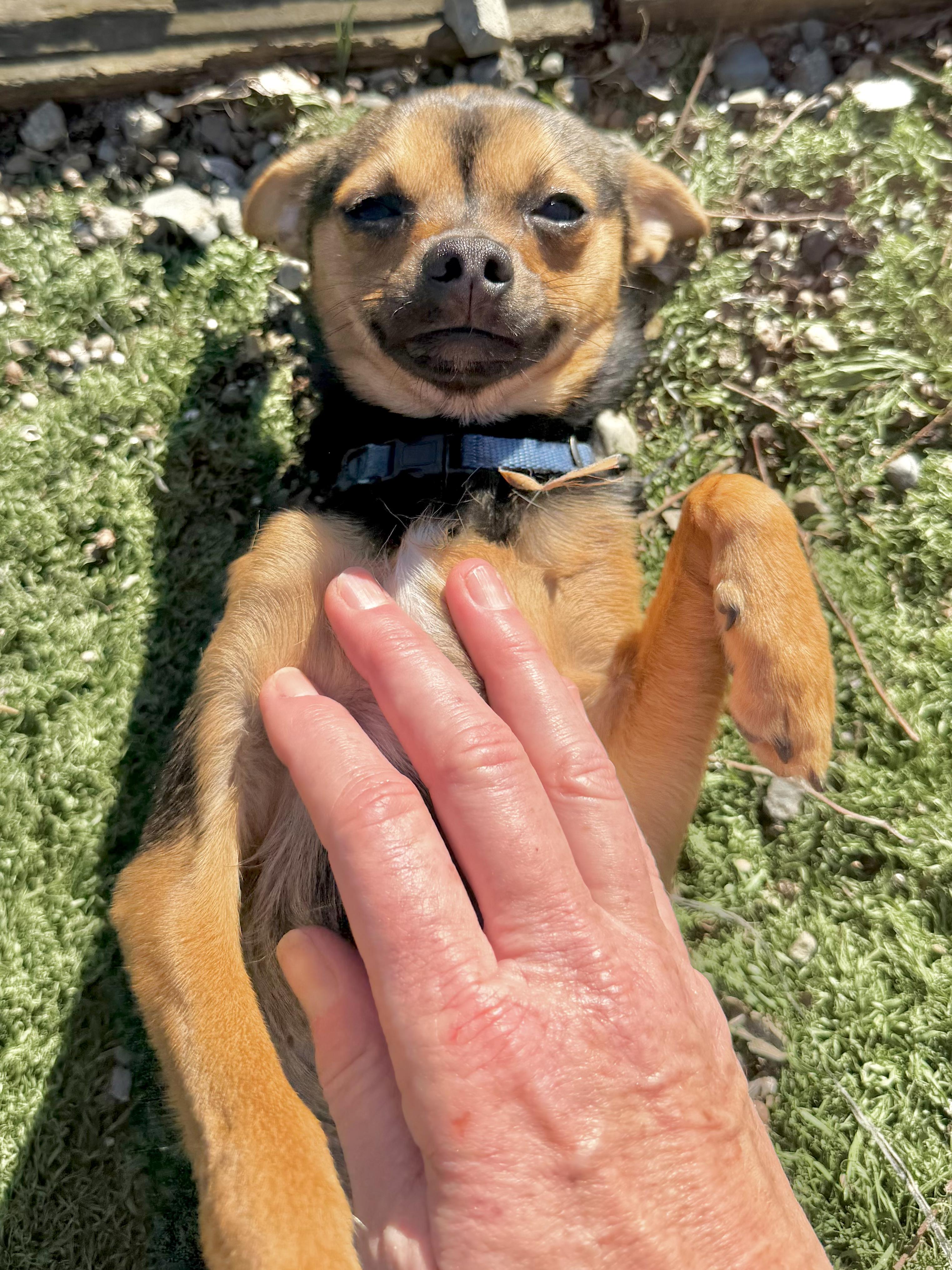 Enlarge Sparkle, an adopted mixed breed in Chico, CA image 1/6