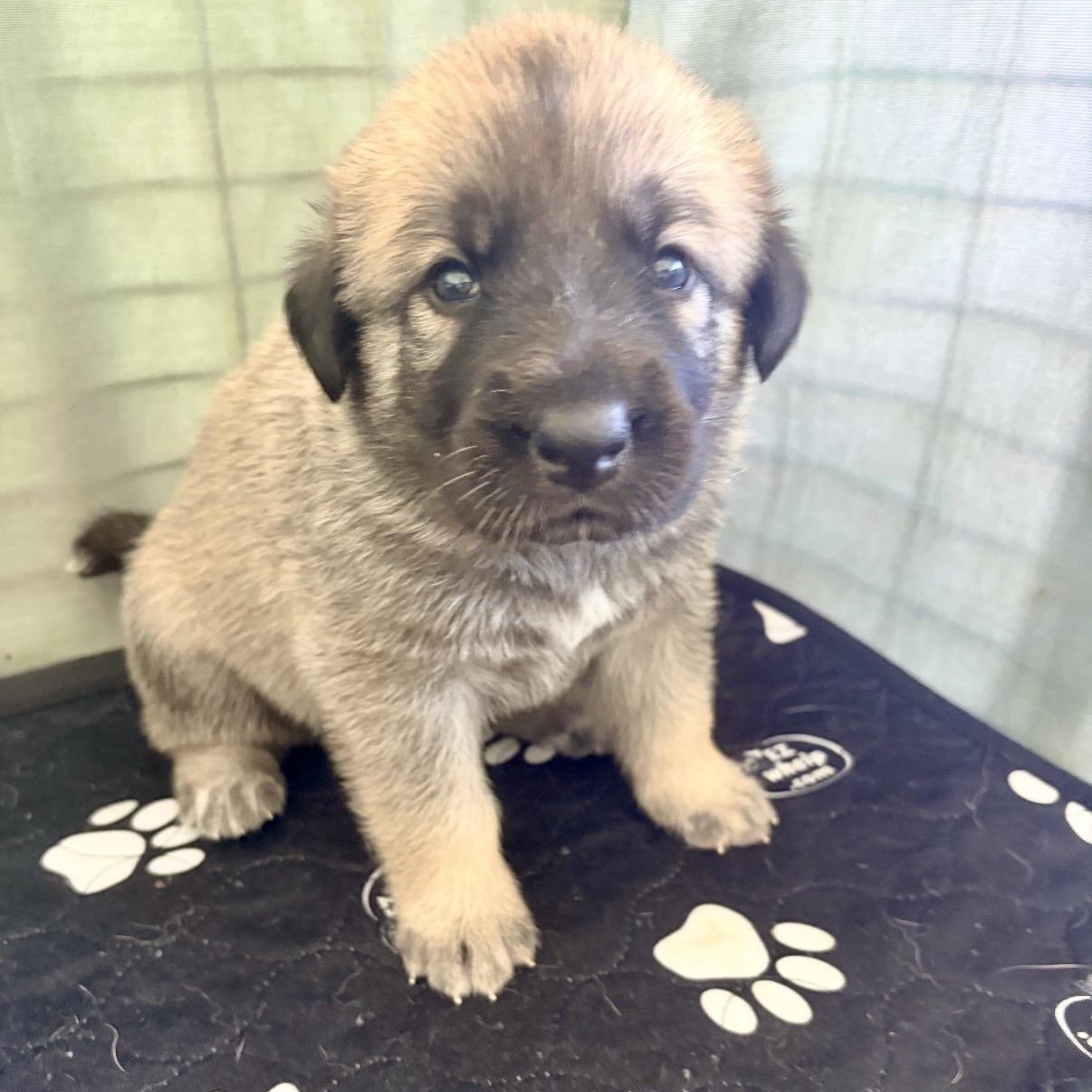 Enlarge GOLDIE-Local, a ADOPTABLE mixed breed in Warwick, RI image 2/5