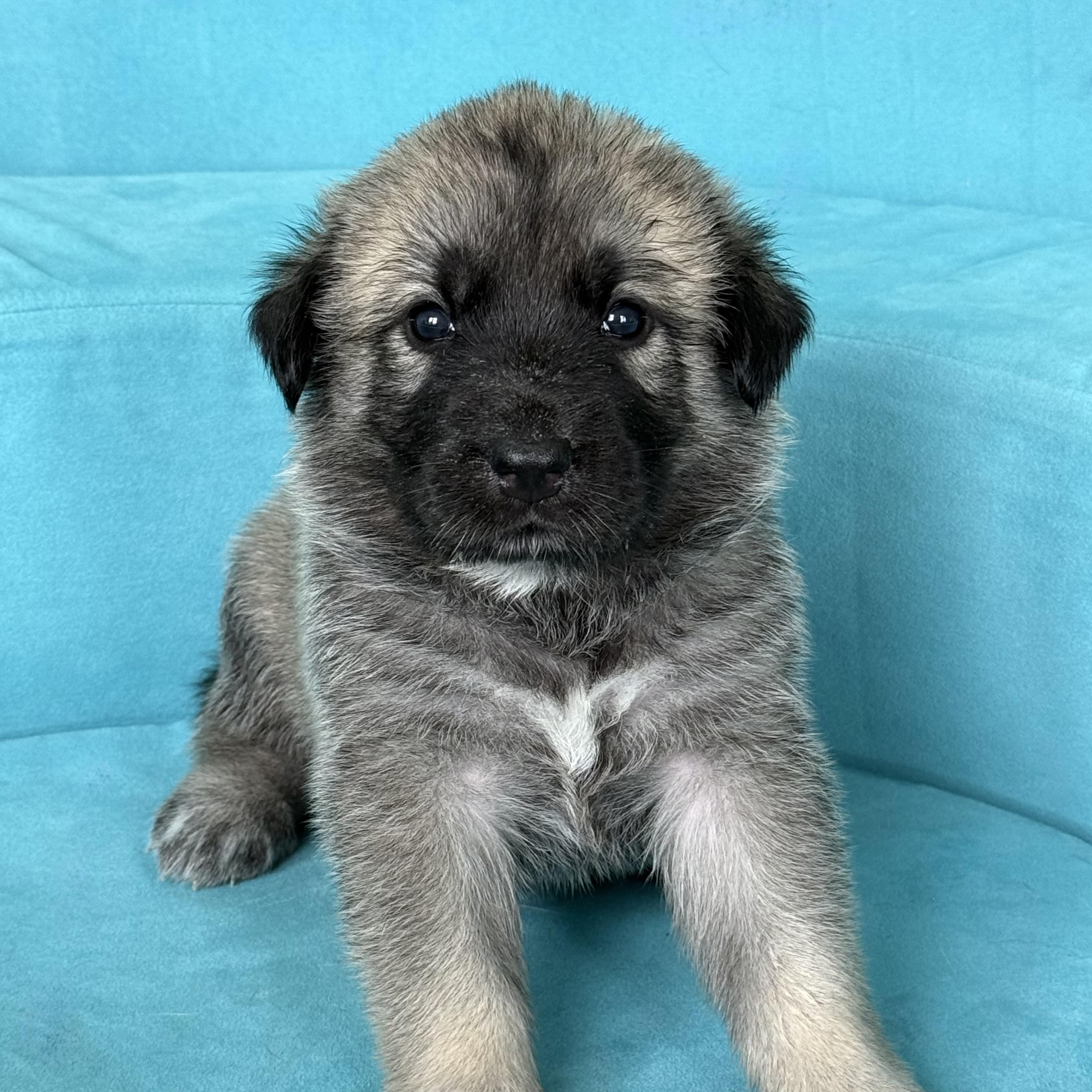 GOLDIE-Local, ADOPTABLE, Puppy Female Anatolian Shepherd.