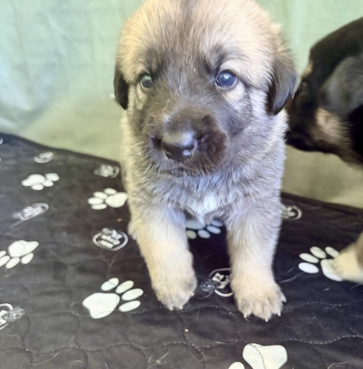 Enlarge GOLDIE-Local, a ADOPTABLE mixed breed in Warwick, RI image 4/5