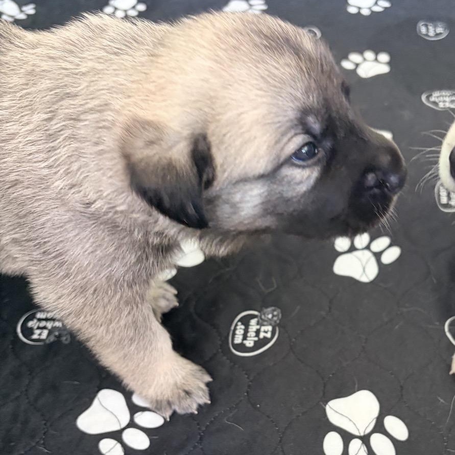 Enlarge GOLDIE-Local, a ADOPTABLE mixed breed in Warwick, RI image 5/5