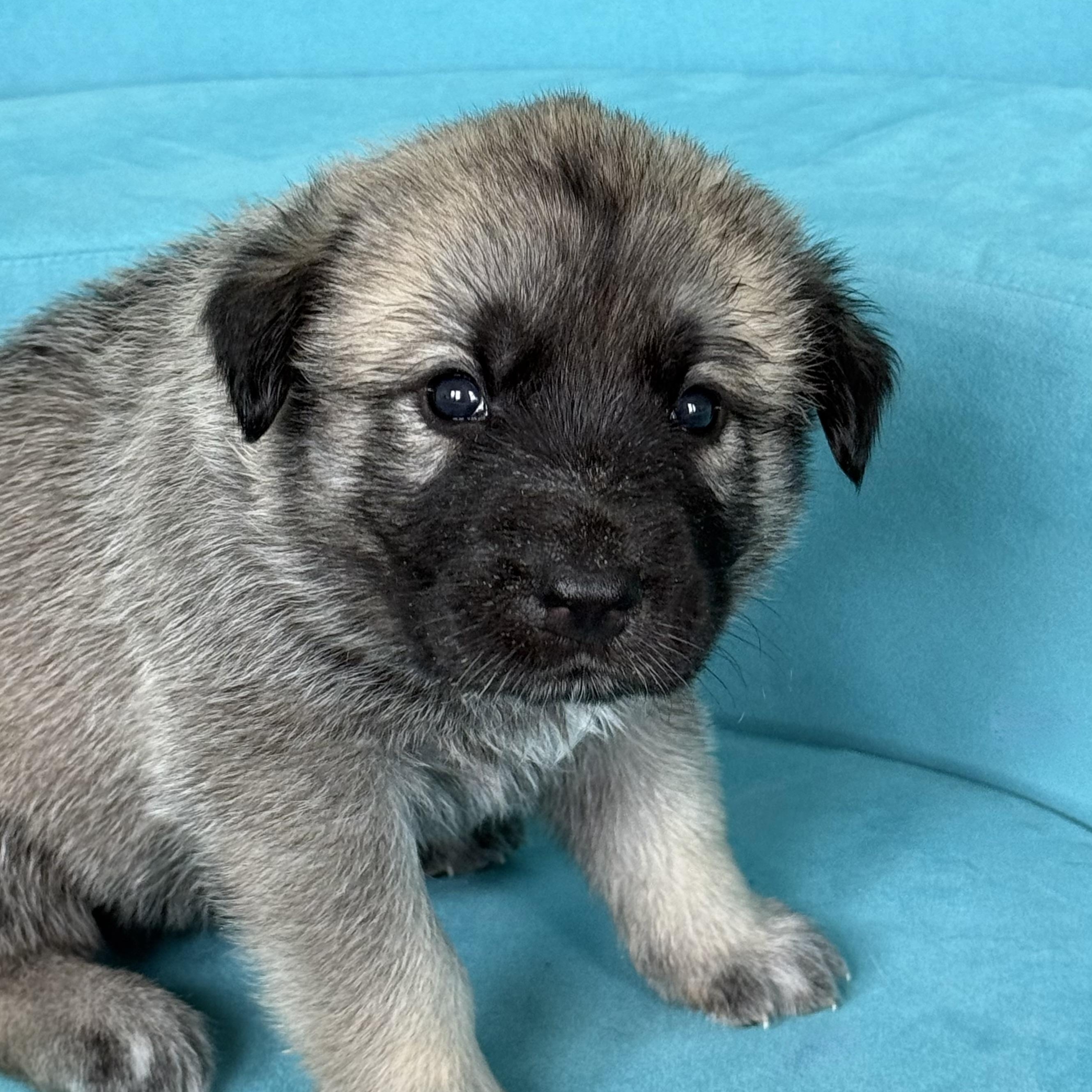 Enlarge GOLDIE-Local, a ADOPTABLE mixed breed in Warwick, RI image 3/5