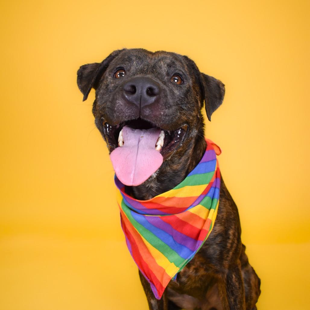 Enlarge Apollo, a Adoptable Mixed Breed in West Palm Beach, FL image 3/6