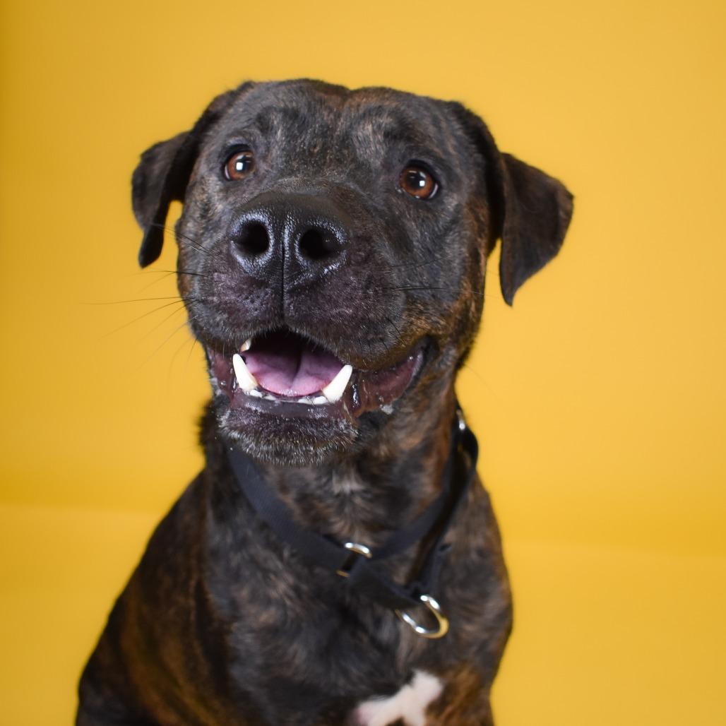 Enlarge Apollo, a Adoptable mixed breed in West Palm Beach, FL image 5/6