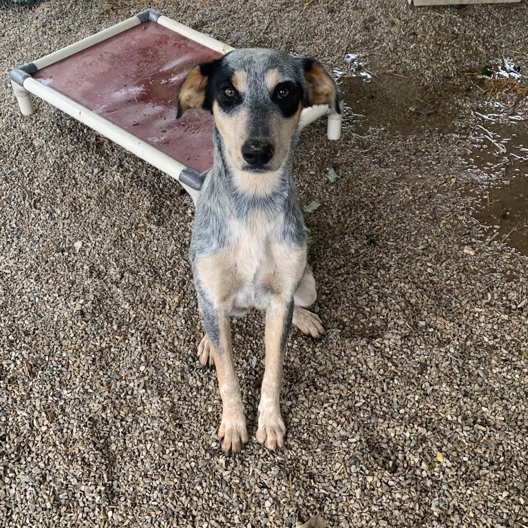 Enlarge Burrito, a Adoptable mixed breed in Washburn, MO image 1/1