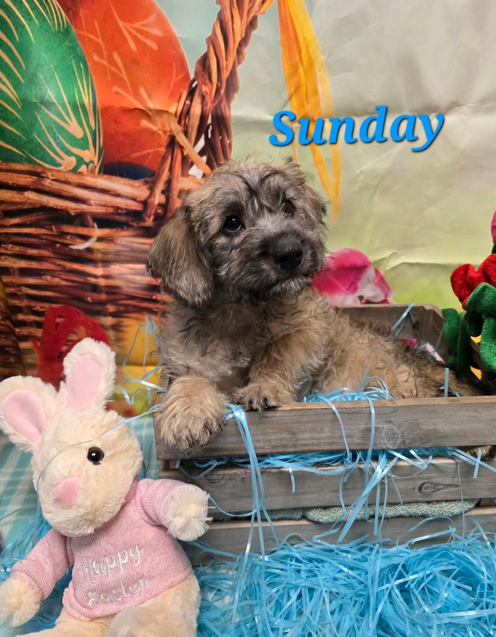 Enlarge Sunday, a Adoptable mixed breed in Modesto, CA image 1/1