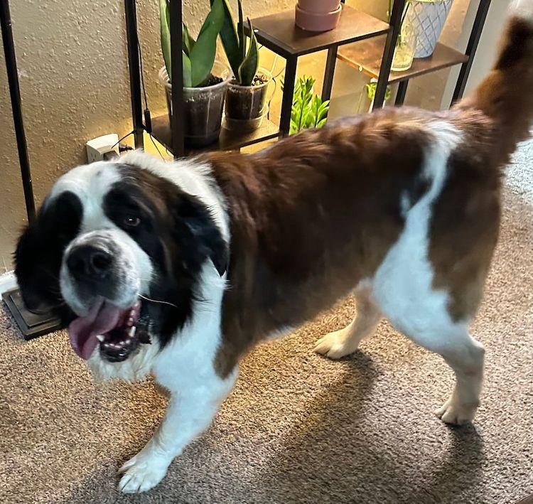 Remington, Adoptable, Adult Male Saint Bernard.