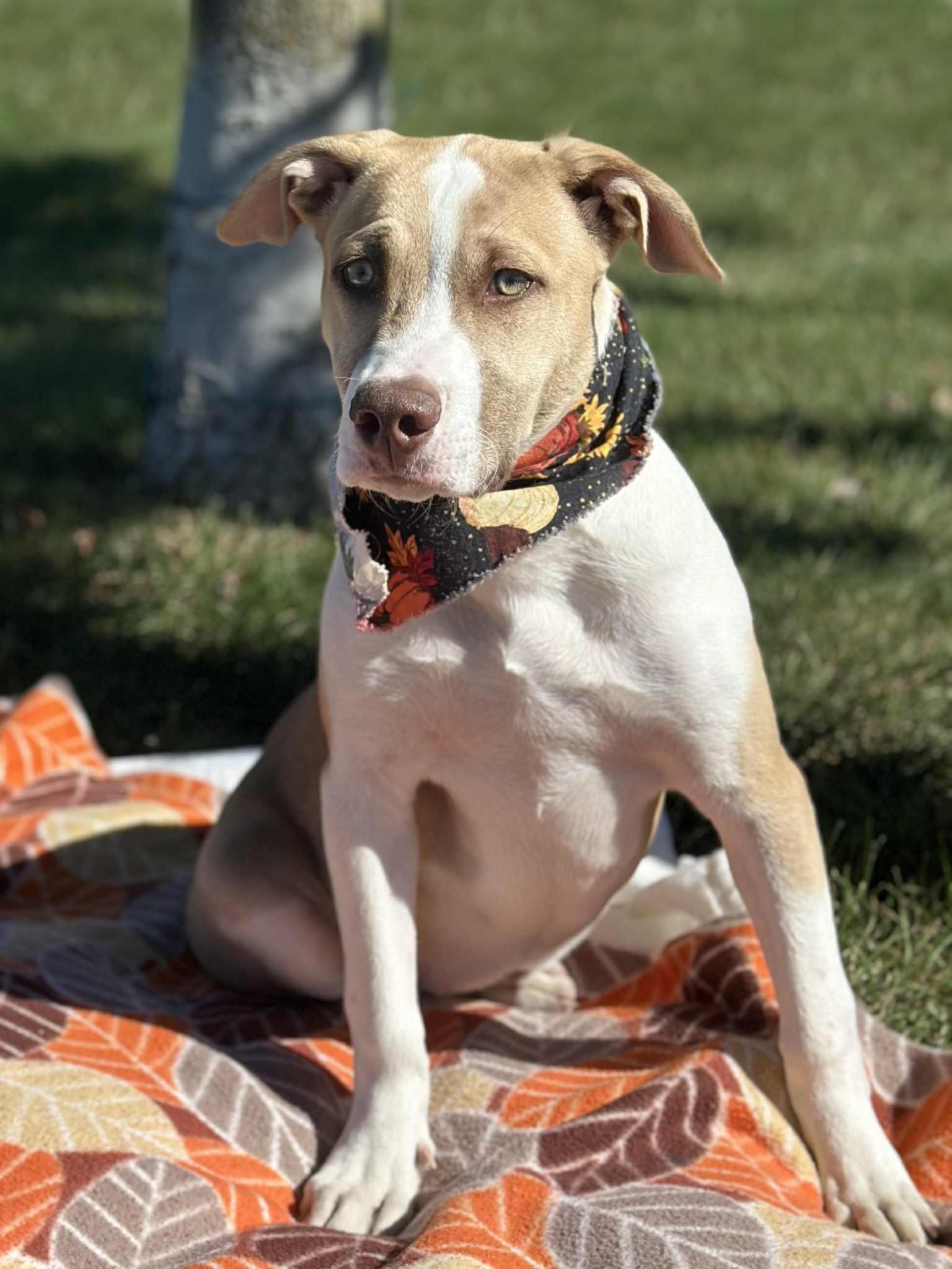 Enlarge Maple, an adoptable mixed breed in Wapakoneta, OH image 1/4