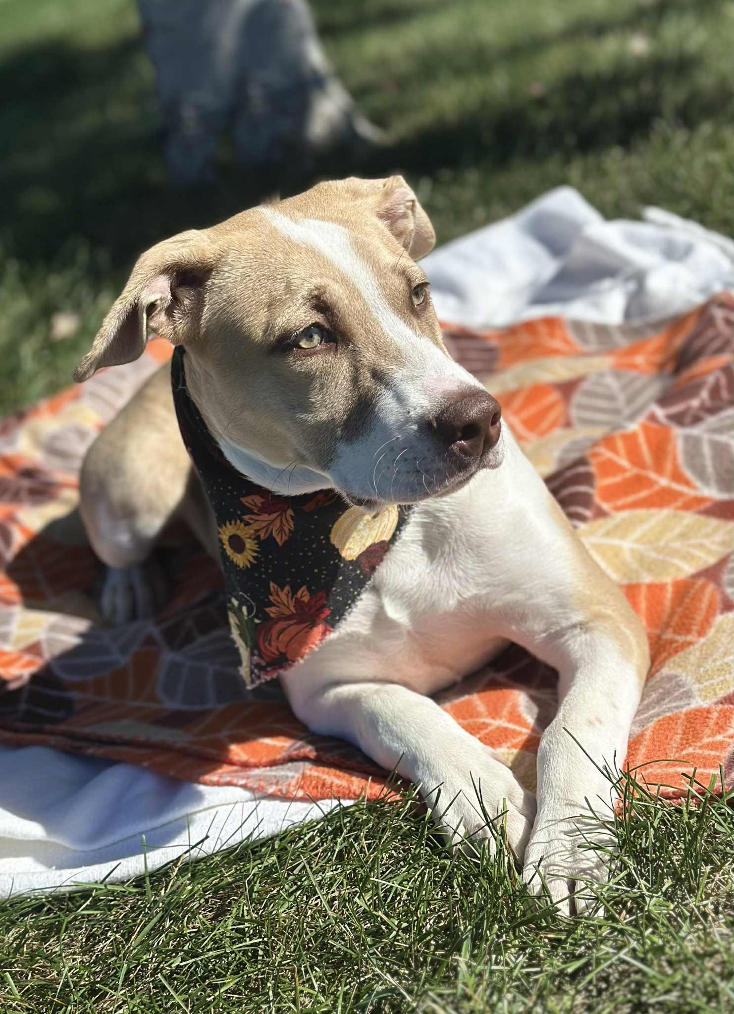 Enlarge Maple, an adoptable mixed breed in Wapakoneta, OH image 2/4