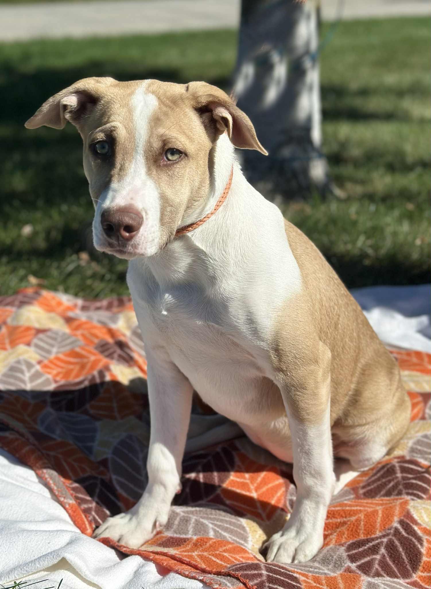 Enlarge Maple, an adoptable mixed breed in Wapakoneta, OH image 3/4