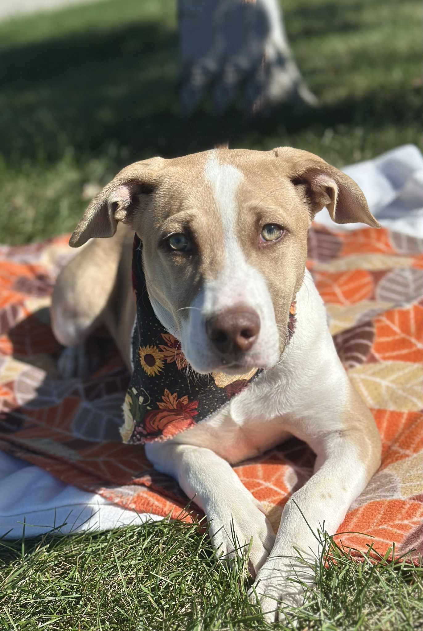 Enlarge Maple, an adoptable mixed breed in Wapakoneta, OH image 4/4