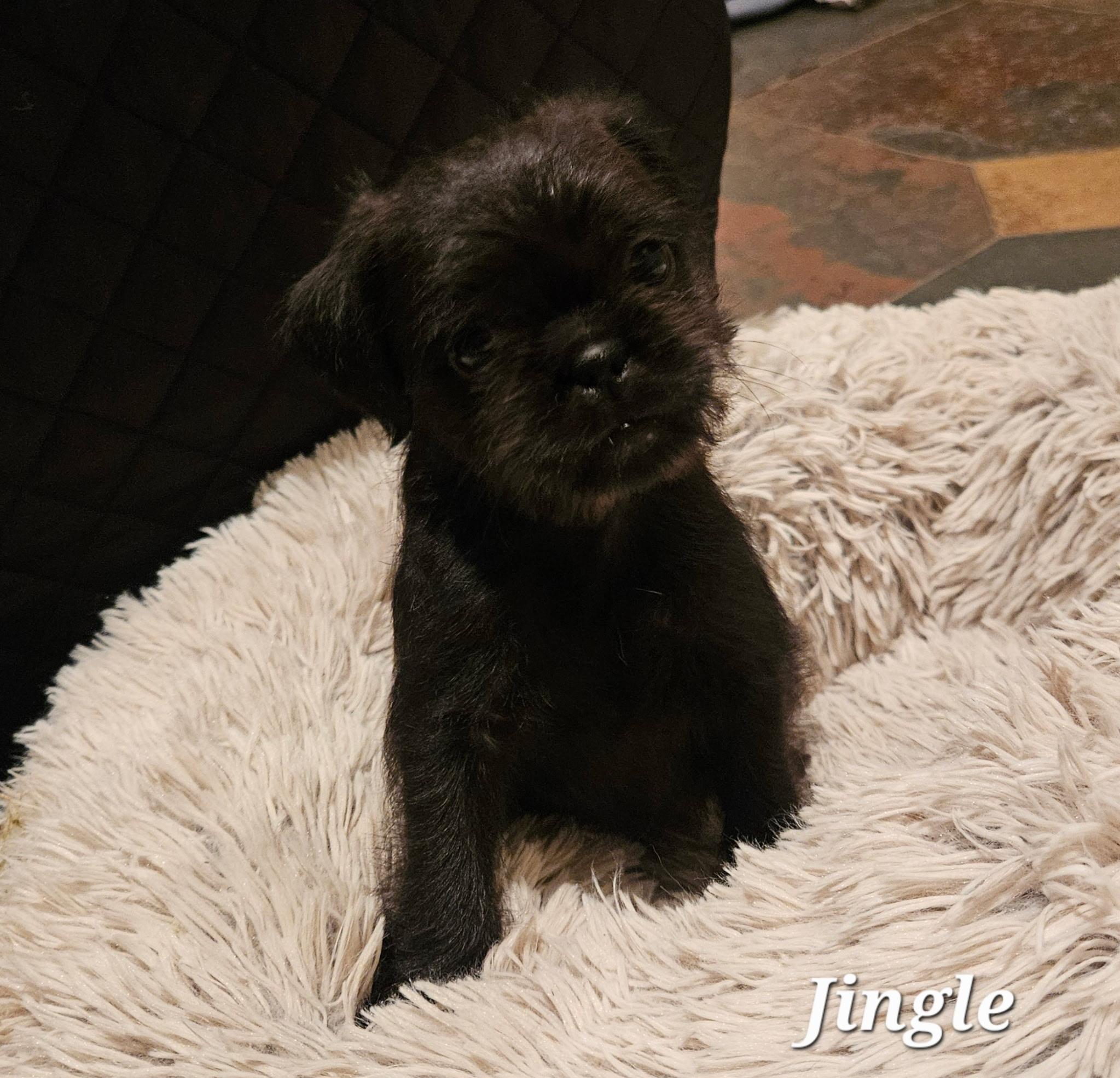 Enlarge Jingle, a Adoptable mixed breed in clayton , CA image 2/3