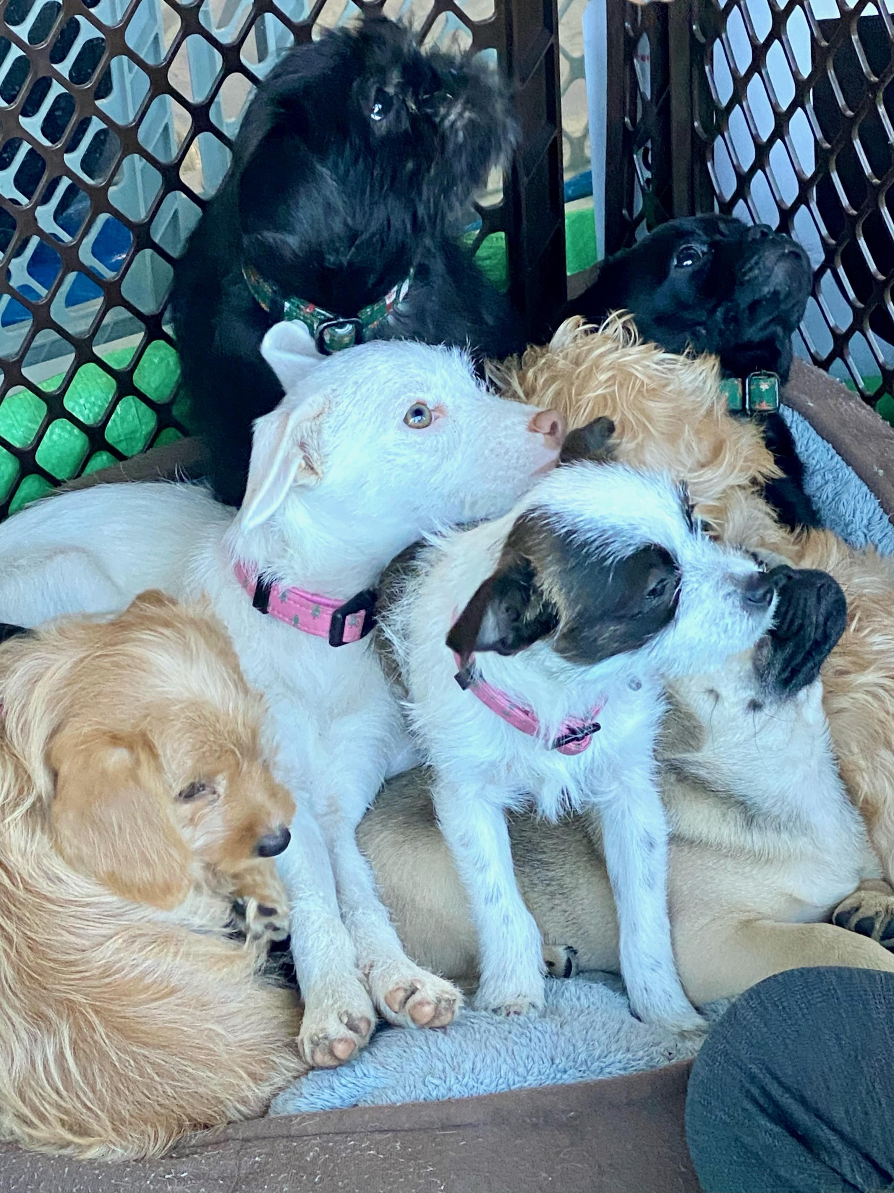 Enlarge Jingle, a Adoptable mixed breed in clayton , CA image 3/3