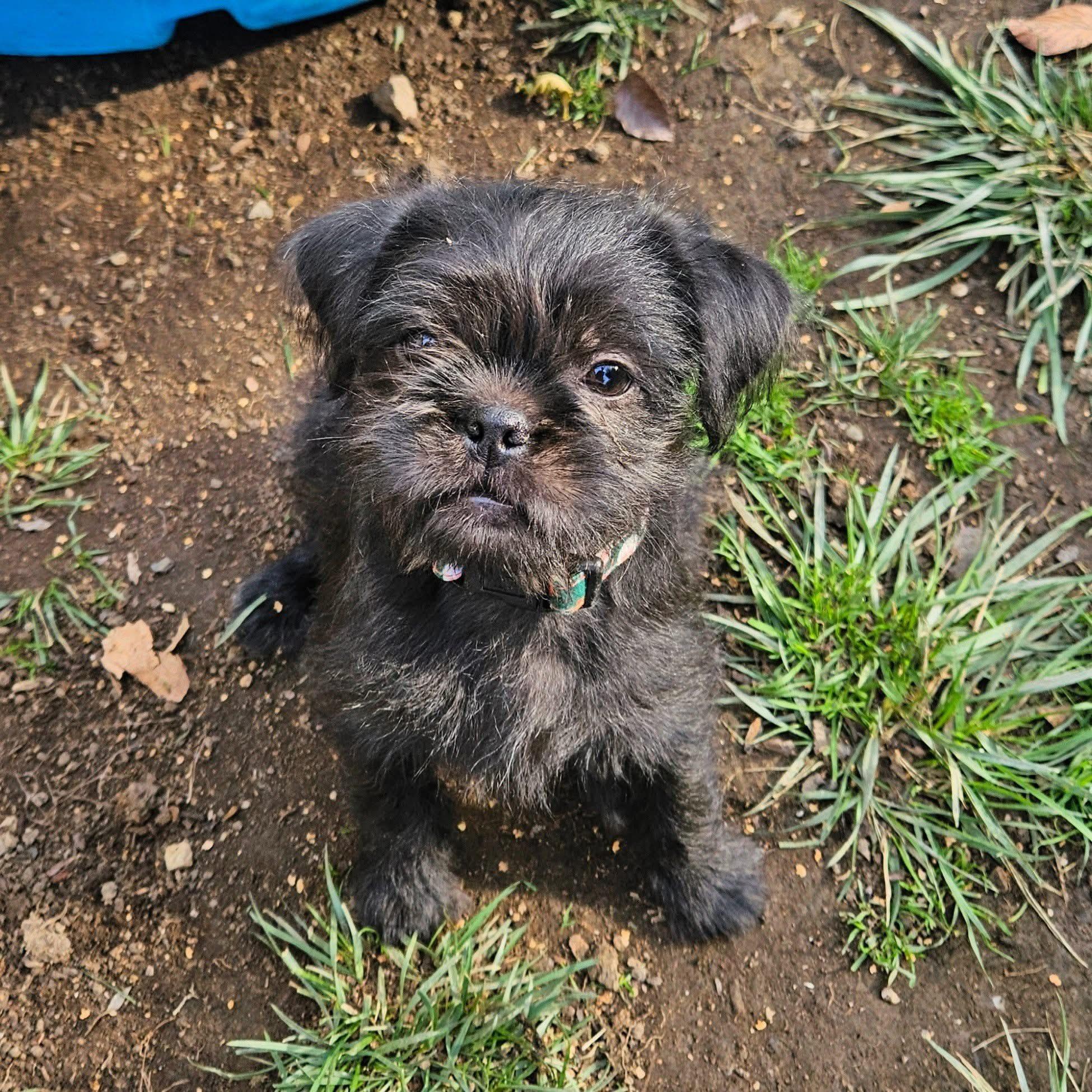 Enlarge Jingle, a Adoptable mixed breed in clayton , CA image 1/3