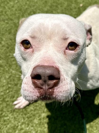 Skeeter, a Adoptable mixed breed in Wichita, KS image 2/3