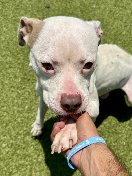 Skeeter, a Adoptable mixed breed in Wichita, KS image 3/3
