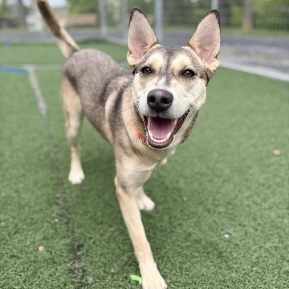 Enlarge Rumi, a Adoptable mixed breed in Whitehall, PA image 1/3