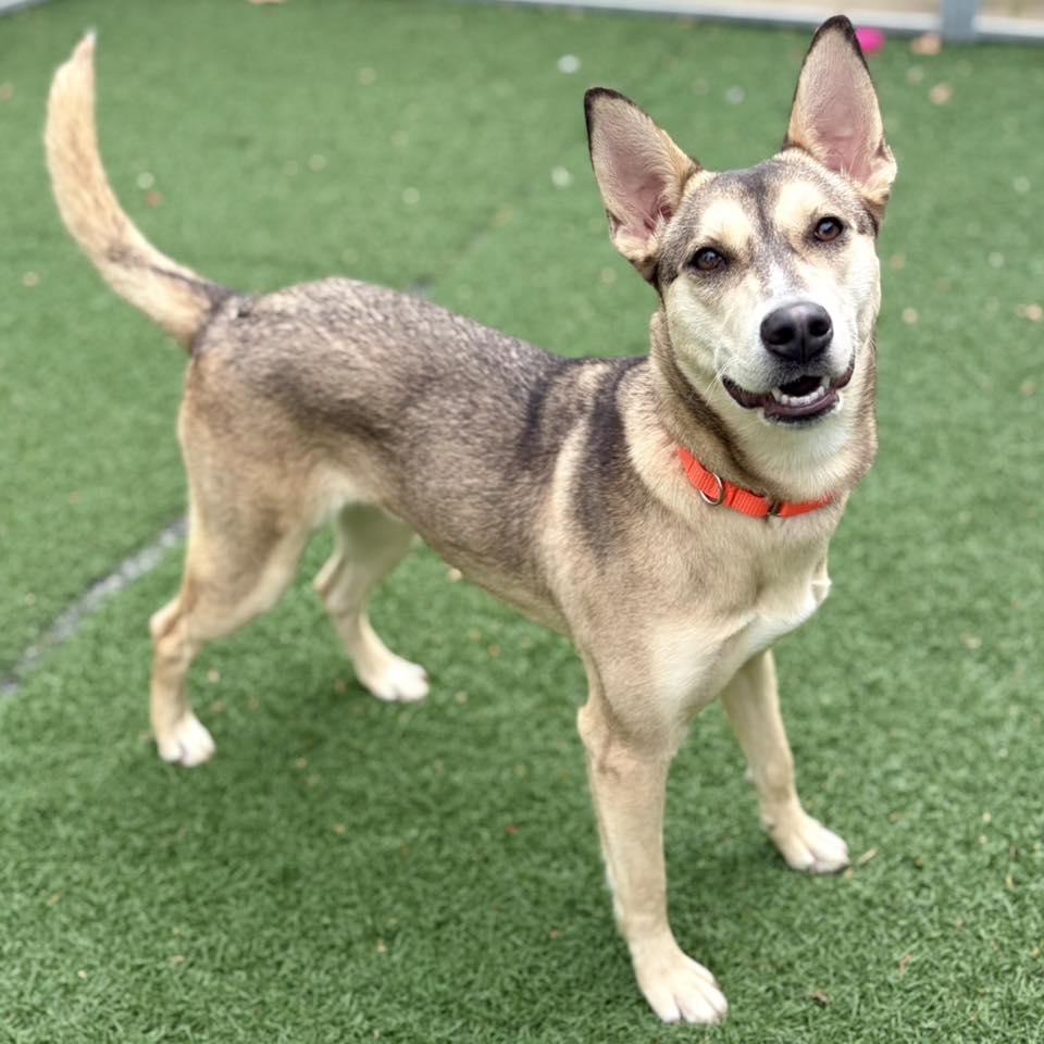 Enlarge Rumi, a Adoptable mixed breed in Whitehall, PA image 2/3