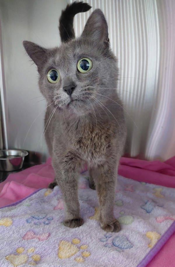 Polly, Adoptable, Adult Female Domestic Short Hair.