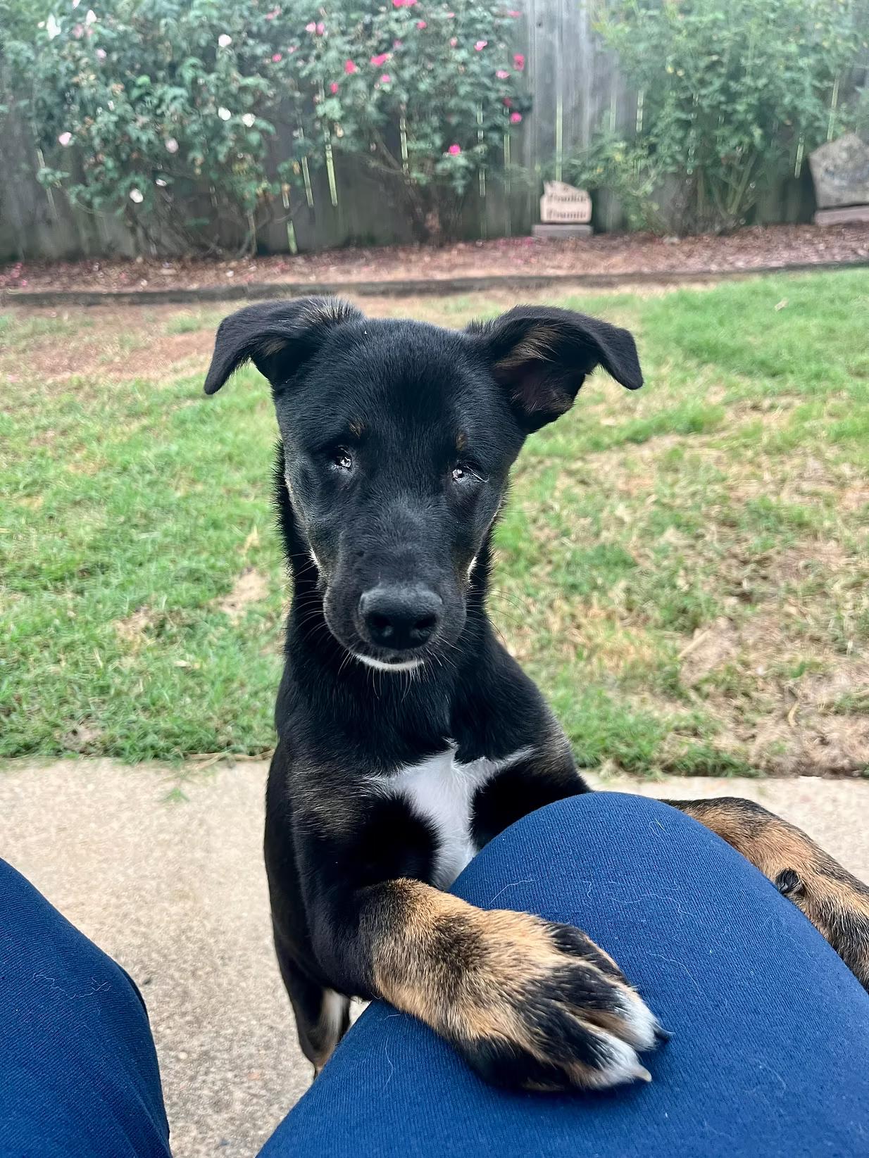 Willow - in Maine, a Adoptable mixed breed in Kennebunkport, ME image 1/5