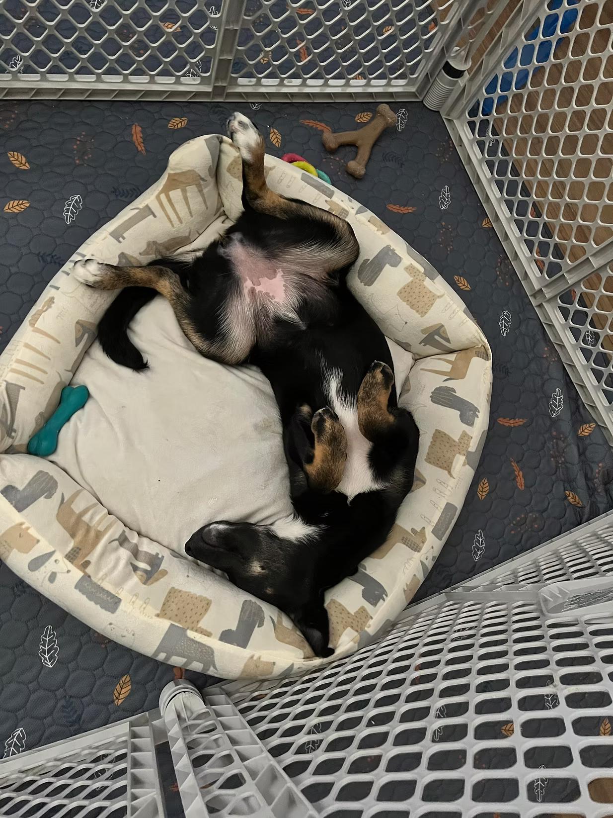 Willow - in Maine, a Adoptable mixed breed in Kennebunkport, ME image 2/5