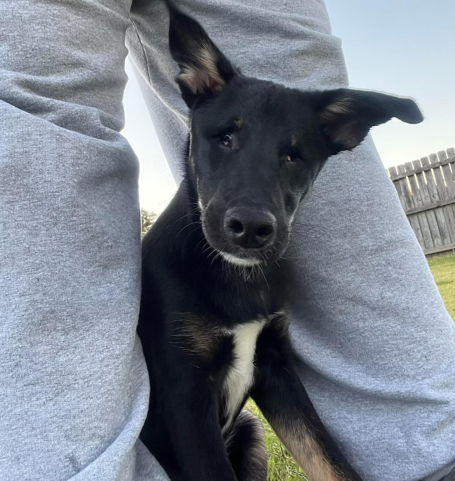 Willow - in Maine, a Adoptable mixed breed in Kennebunkport, ME image 3/5