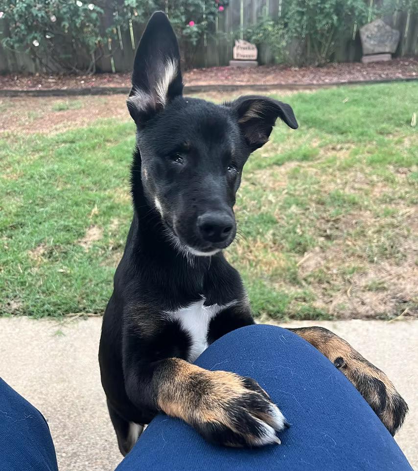 Willow - in Maine, a Adoptable mixed breed in Kennebunkport, ME image 5/5