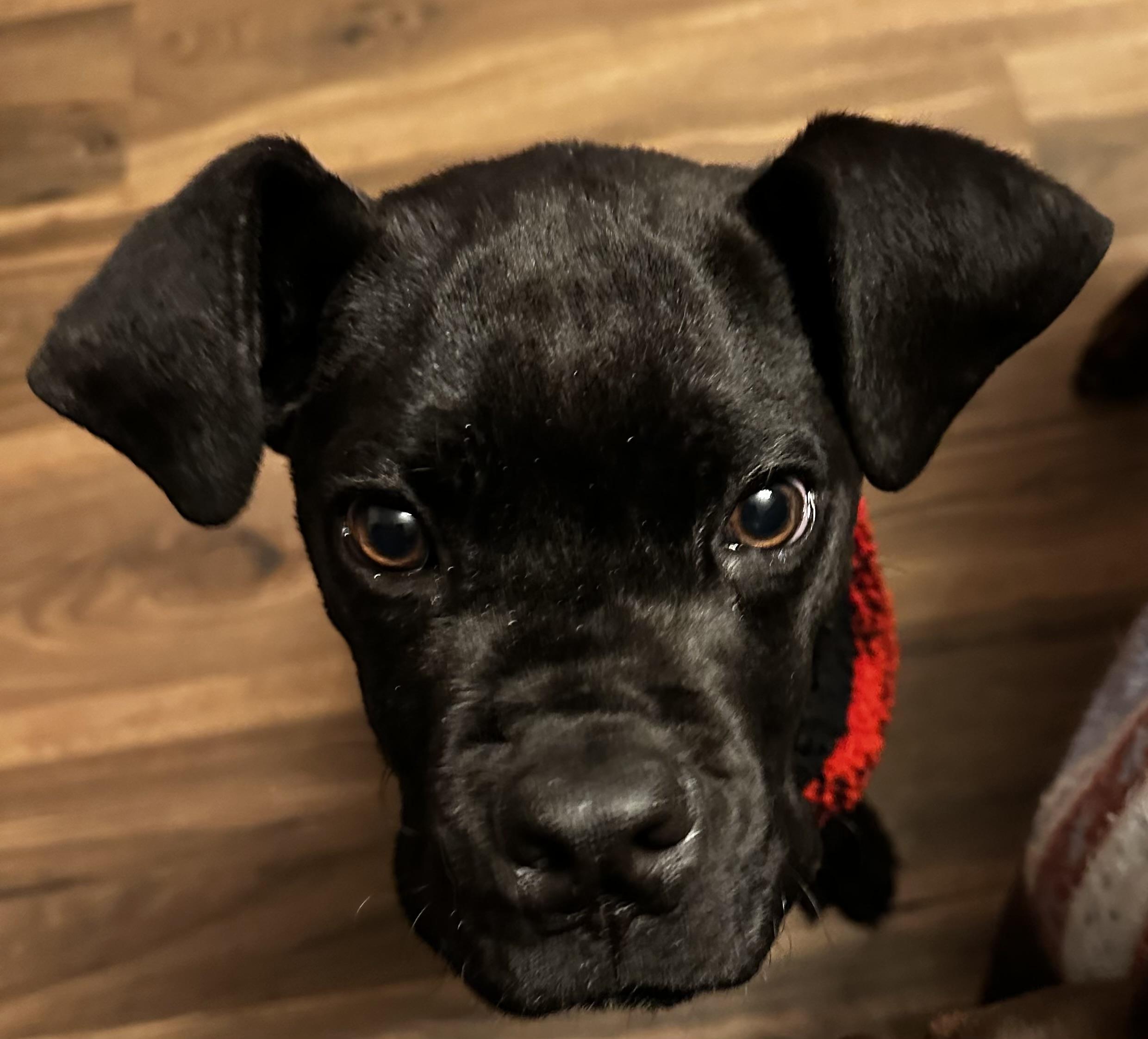 Enlarge Marco, a ADOPTABLE Cane Corso in Cleveland, OH image 3/3