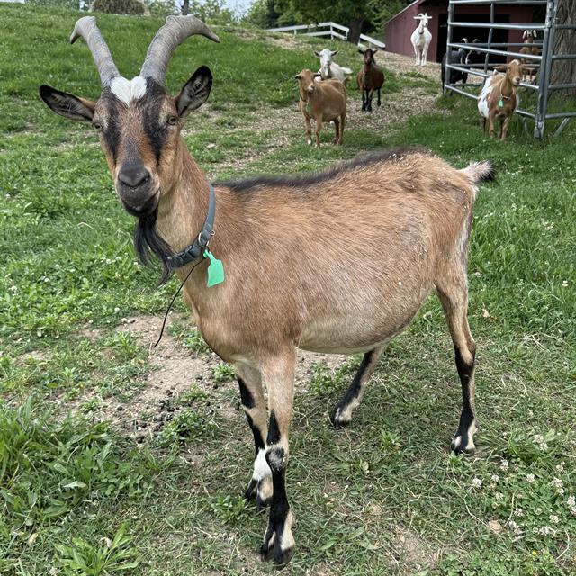 Enlarge WOODLAND, a Adoptable Goat in Methuen, MA image 1/1
