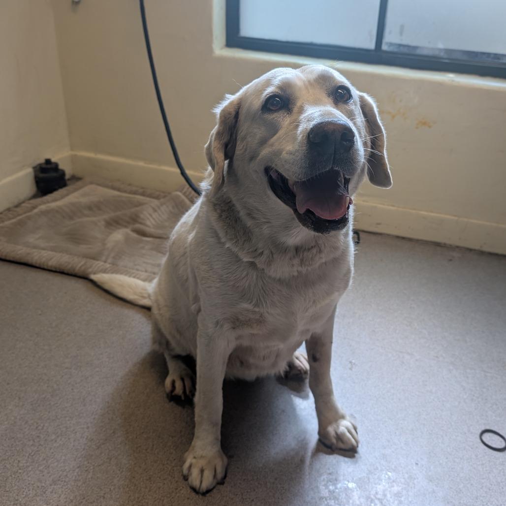 Lucille, Adoptable, Senior Female Labrador Retriever.