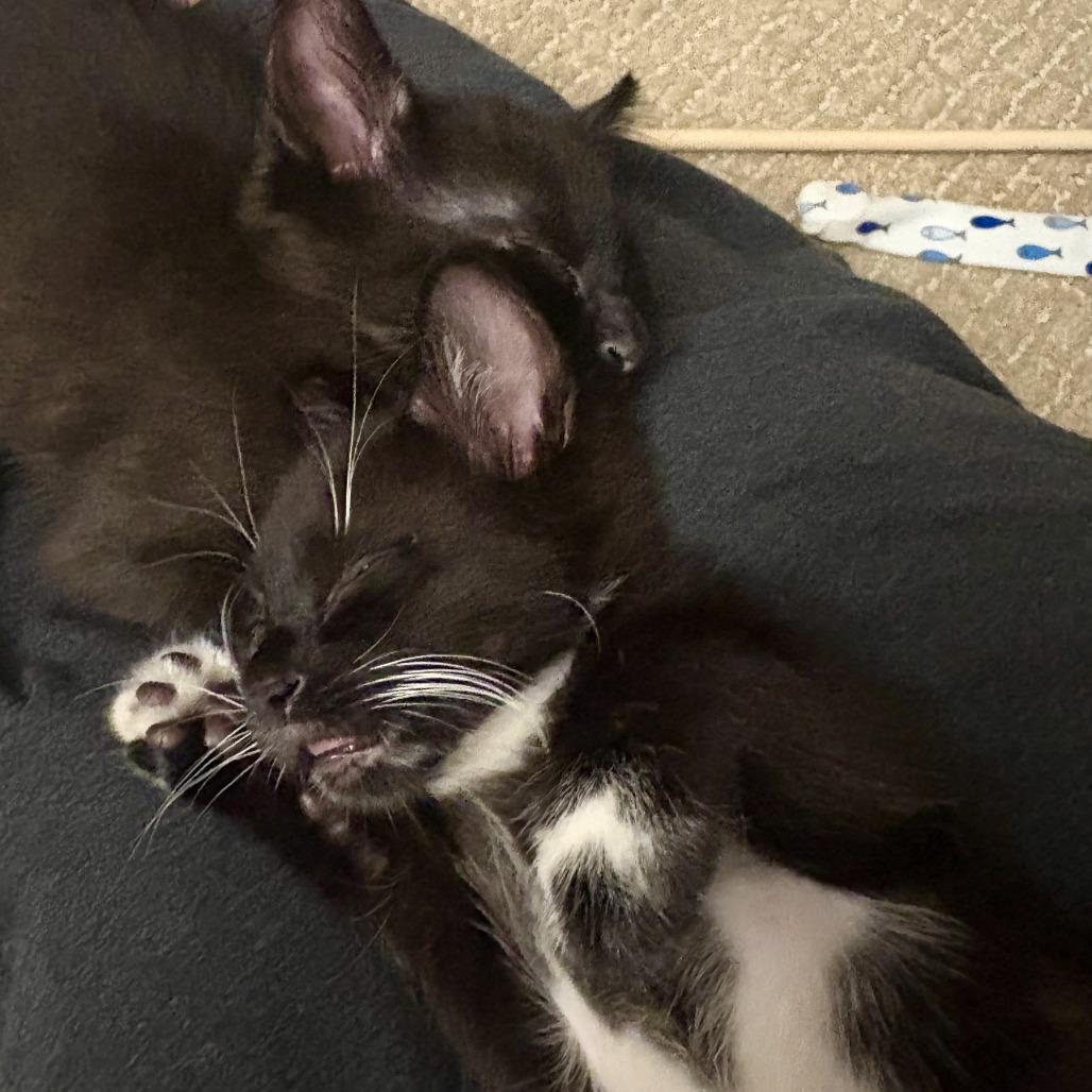 Finnick — thumbnail 2