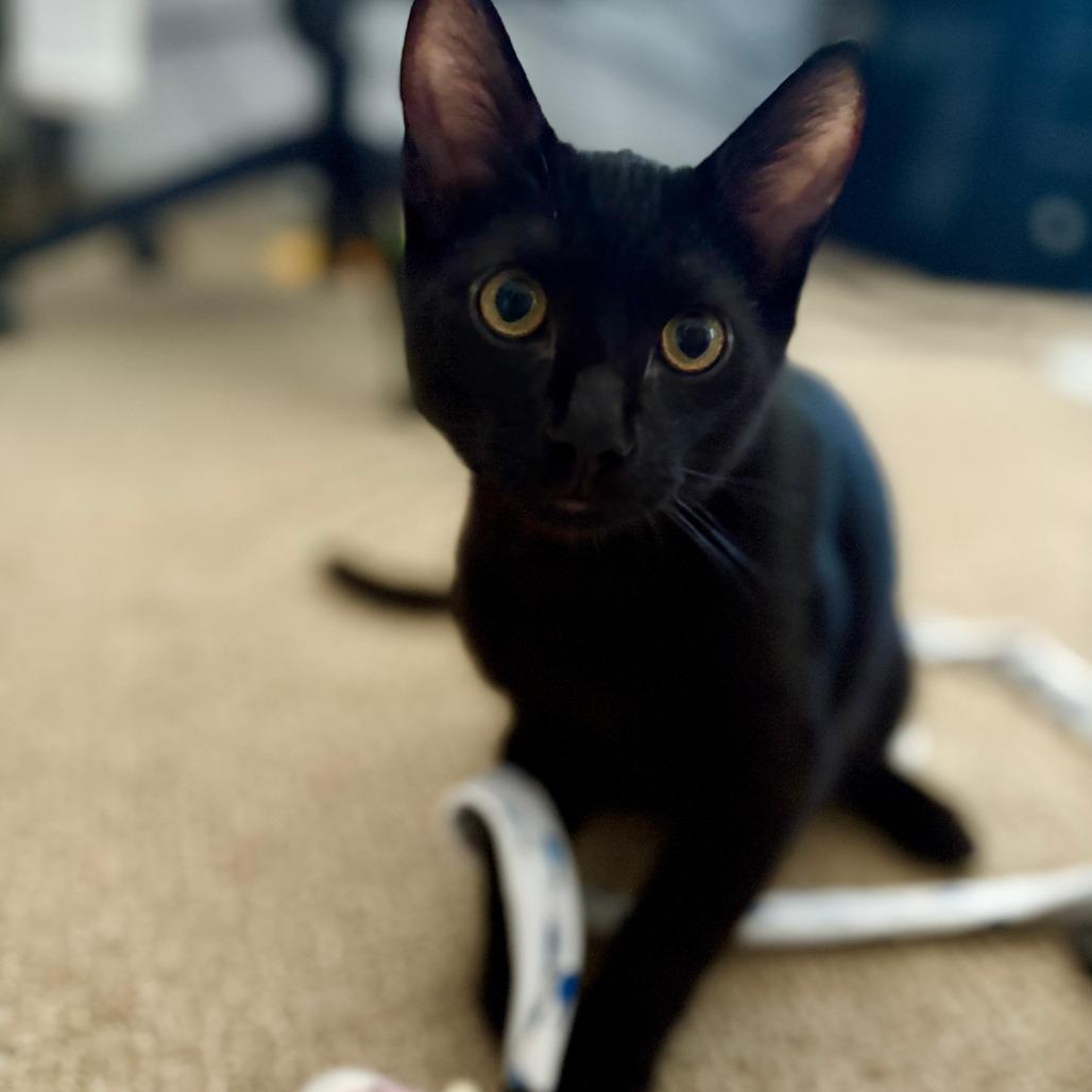 Finnick — thumbnail 3