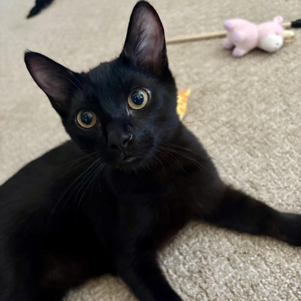 Finnick — thumbnail 4