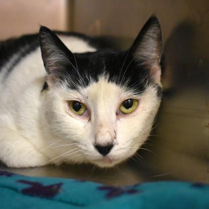 Enlarge Missy, a ADOPTABLE Domestic Short Hair in Flagstaff, AZ image 1/1