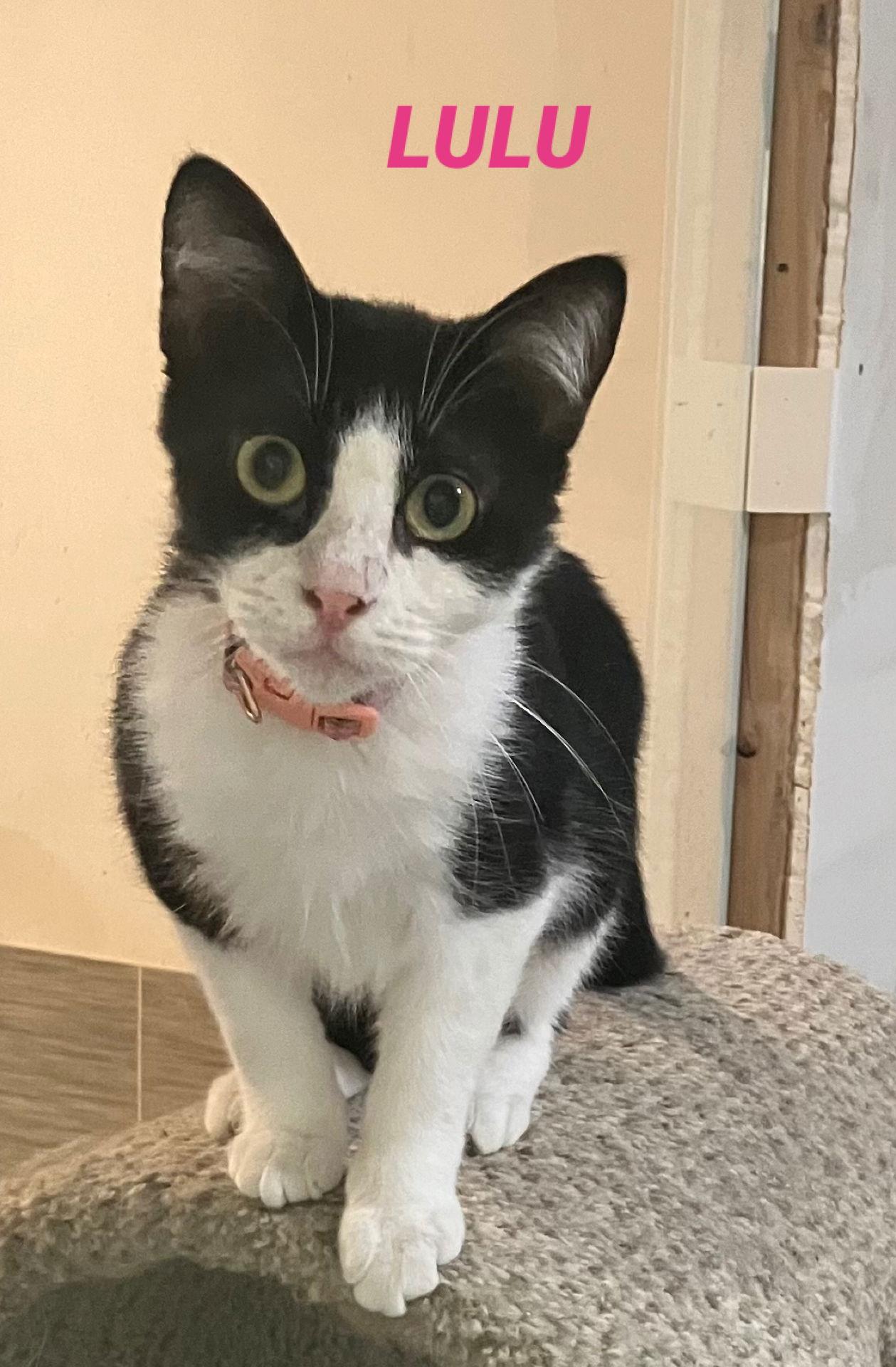 Enlarge Lulu - Black & White - Foster Care, a Adoptable Domestic Short Hair in Mitchell, SD image 1/1