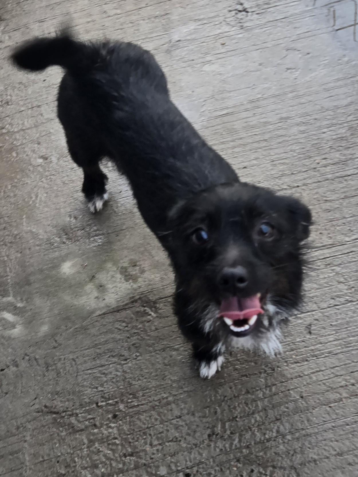 Cassy, Adoptable, Young Female Terrier.