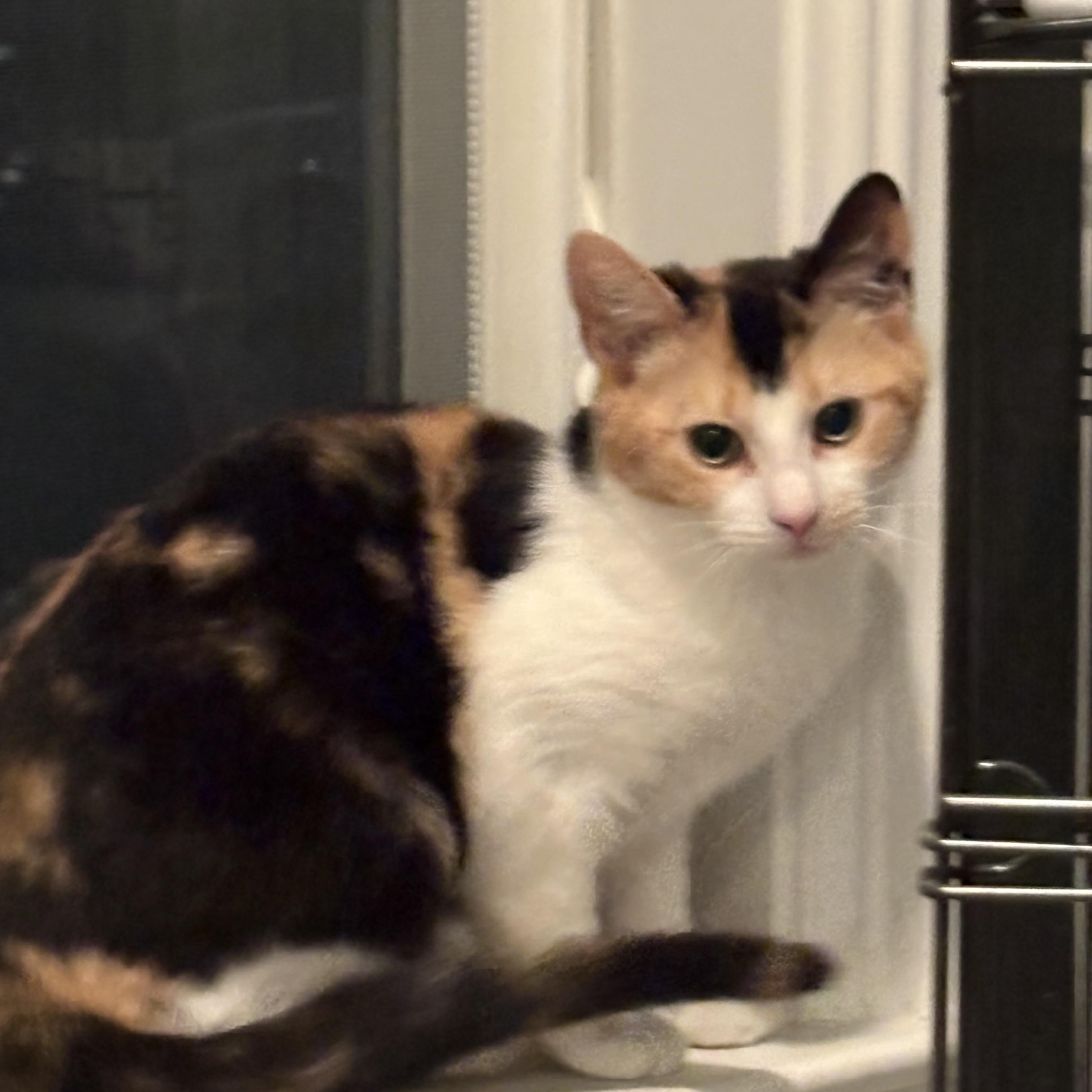 Paprika, a Adoptable Calico in Wanaque, NJ image 1/2