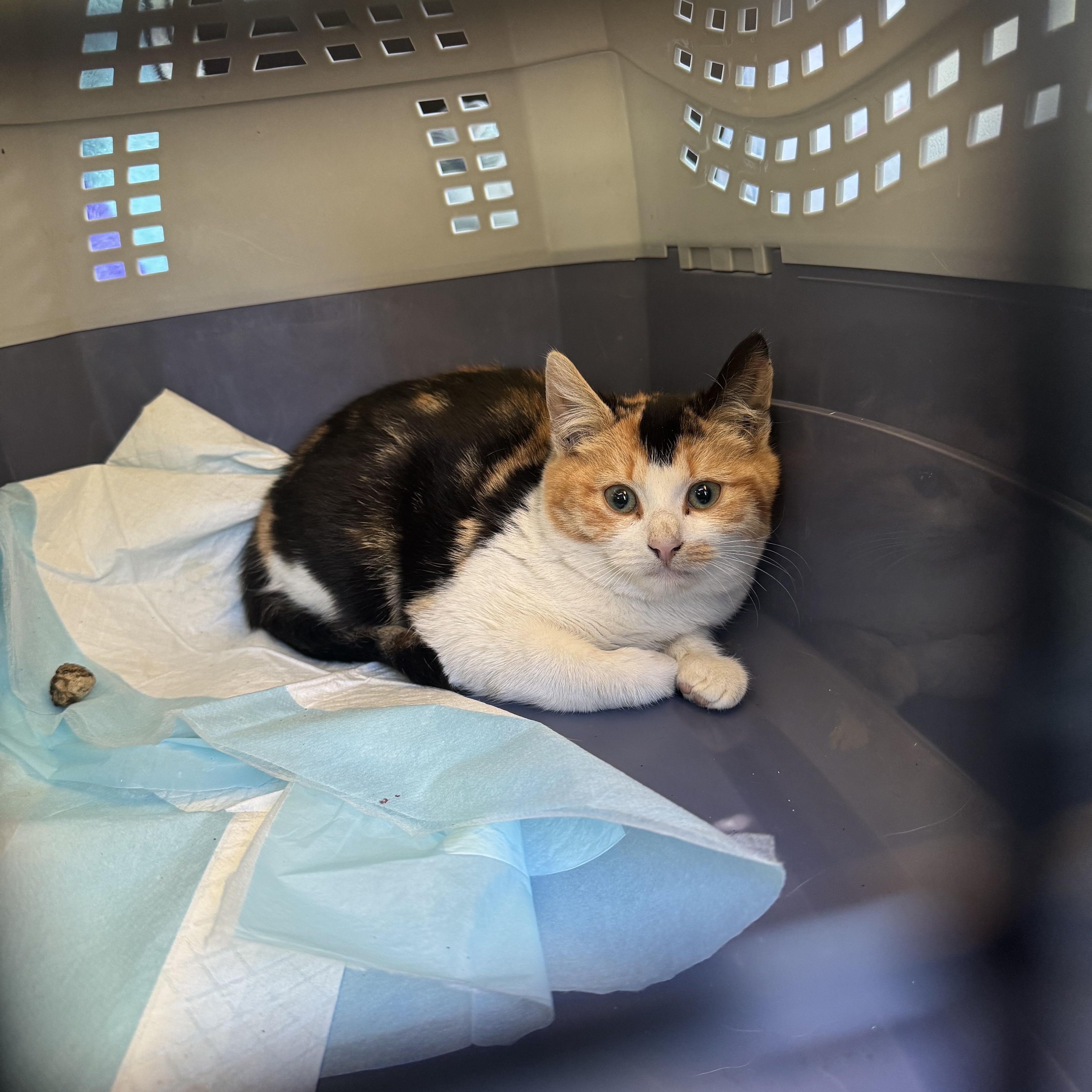 Paprika, a Adoptable Calico in Wanaque, NJ image 2/2