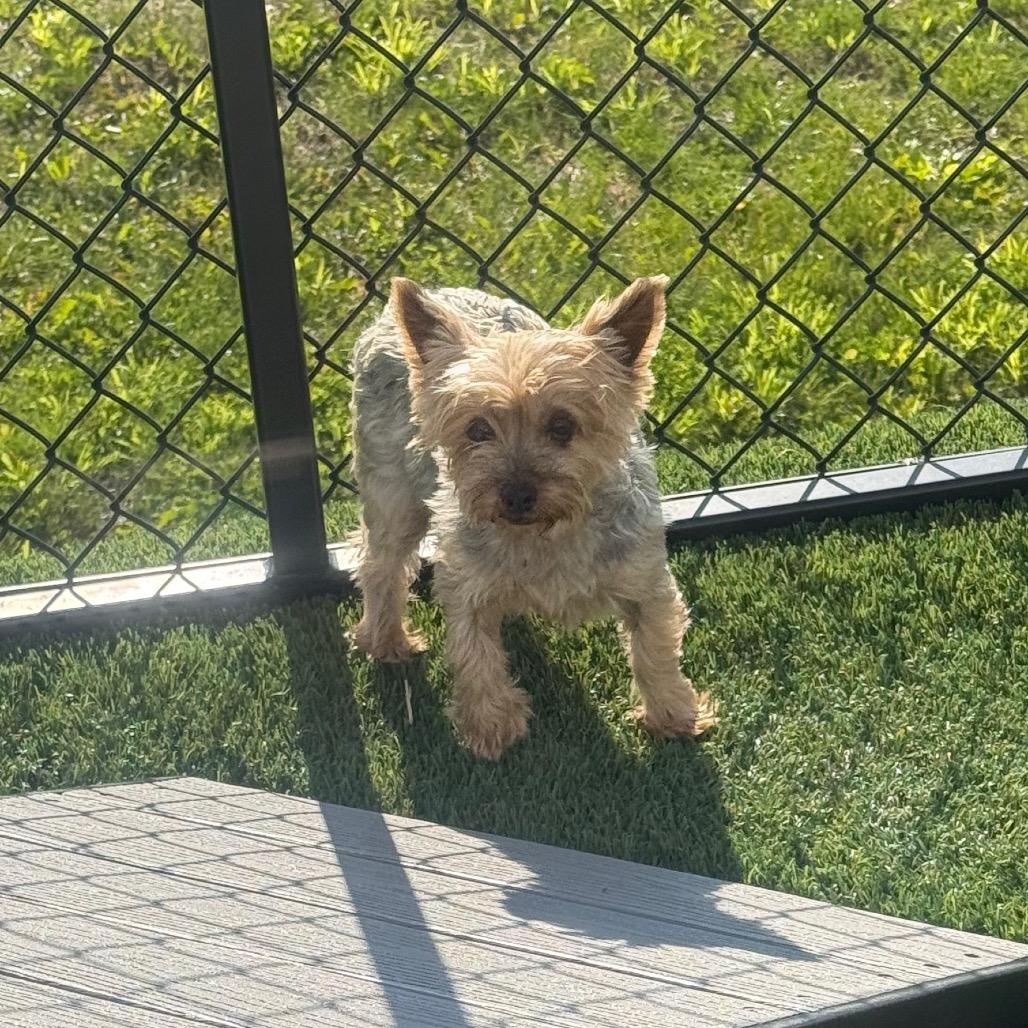 Enlarge Regan, an adopted Yorkshire Terrier in Zionsville, IN image 1/1