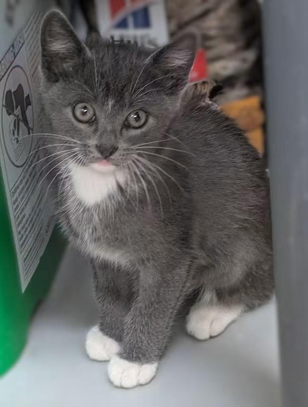 SKYE, ADOPTABLE, Kitten Female Domestic Short Hair.