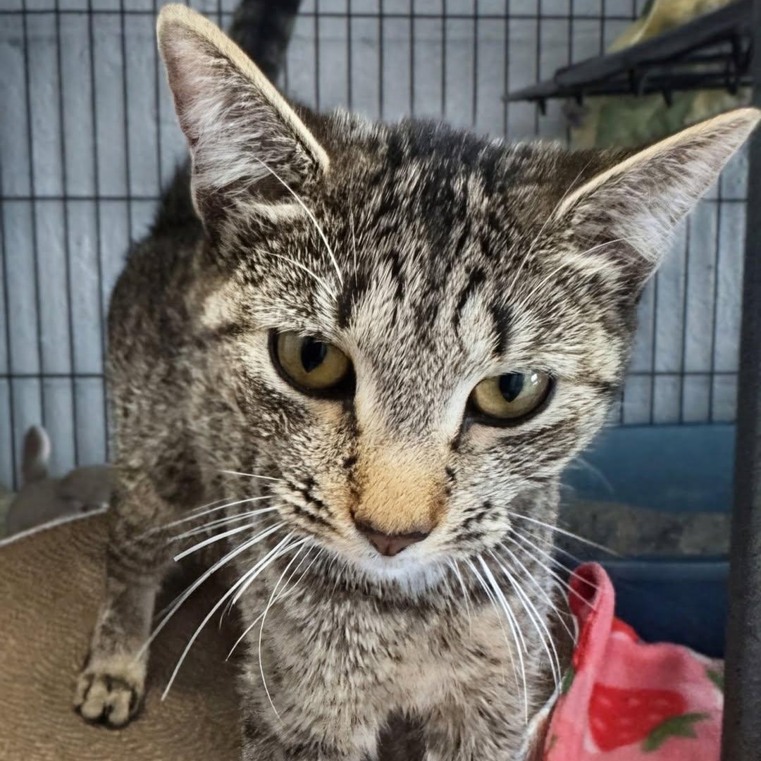 Enlarge Hazel, an adopted Domestic Short Hair in Freeport, NY image 1/1