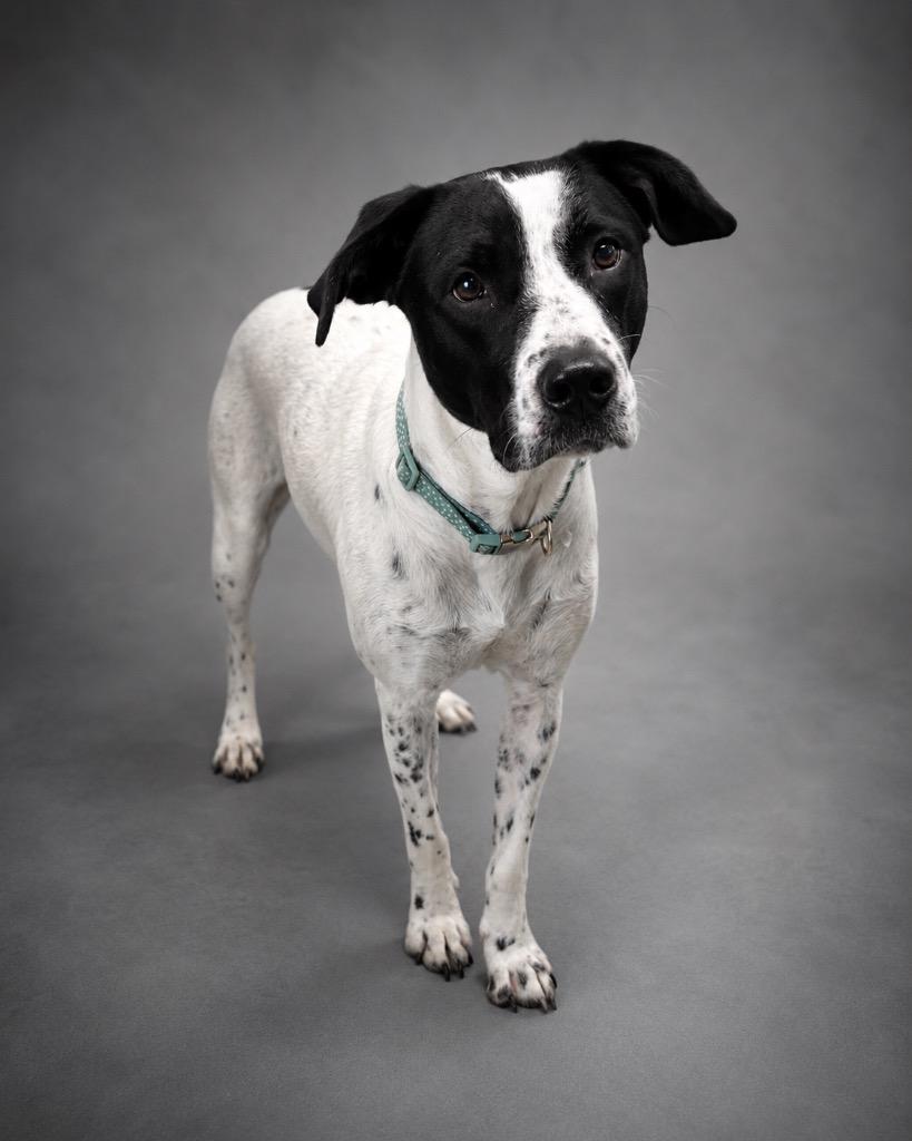 Josie, Adoptable, Young Female American Staffordshire Terrier & English Pointer.